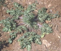 Maror-3 Kharkhavina (Apiaceae Eryngium creticum) bluish plant flower shoot